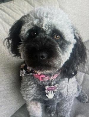 Honey Bee (61233946), Poodle - Miniature Mix, young, available for adoption