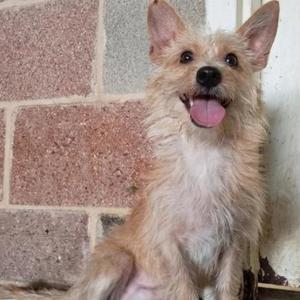 A small, light-colored dog with a shaggy coat sitting against a brick wall. The dog has perked ears, dark eyes, and a black nose, with its tongue sticking out in a happy expression.