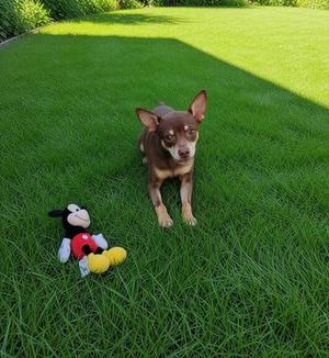A small brown dog sitting on a green lawn with a Mickey Mouse toy next to it.