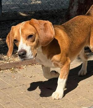 Copper, Beagle Mix, young, available for adoption