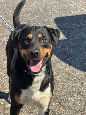 Bubba 0126, Rottweiler, adult, available for adoption