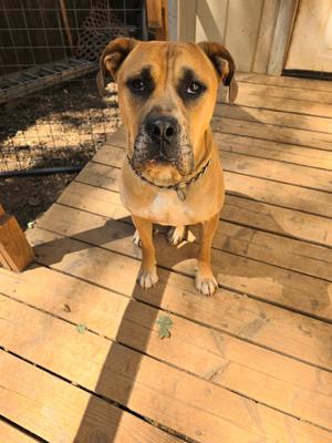 Chevy 0126, Mastiff, adult, available for adoption