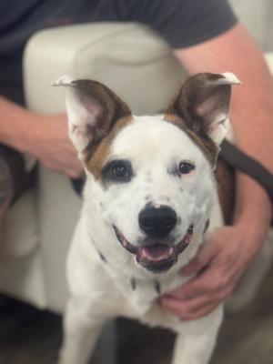 A happy dog with white and brown fur, being held by a person.