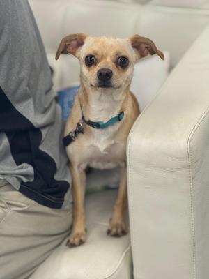 A small dog with light brown fur and large ears is sitting on a white couch. The dog is wearing a blue collar and appears to be looking directly at the camera. A person is partially visible on the left side of the image, wearing a gray shirt and beige pants.