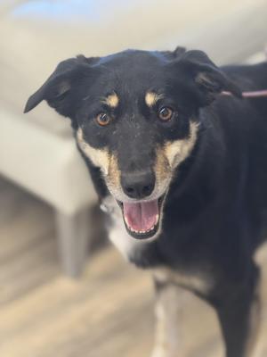 Bell 0126, Border Collie, adult, available for adoption