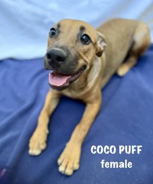 Coco puff 0126, Australian Cattle Dog / Blue Heeler / Pit Bull Terrier, young, available for adoption