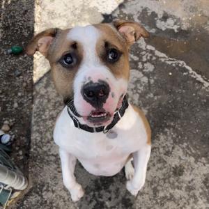 Cash 0124, Pit Bull Terrier, adult, available for adoption