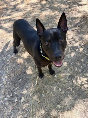 Deputy dawg 0126, Australian Kelpie, young, available for adoption