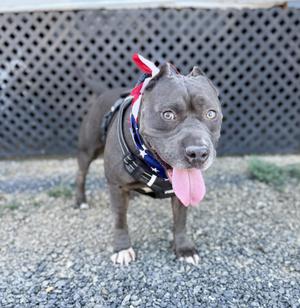 A gray pit bull dog wearing a patriotic bandana and harness, standing on gravel with its tongue out.