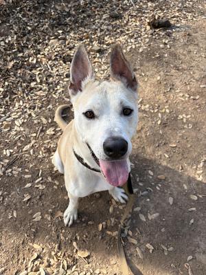 A white and tan dog with perked ears and a black nose, sitting on a dirt ground with its tongue out, looking up at the camera.