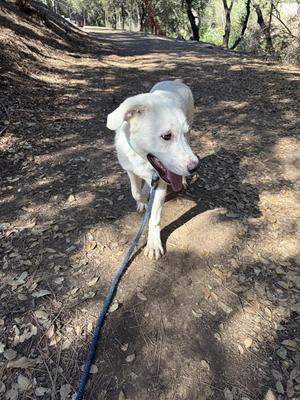 A white dog on a leash walking on a dirt path in a wooded area.