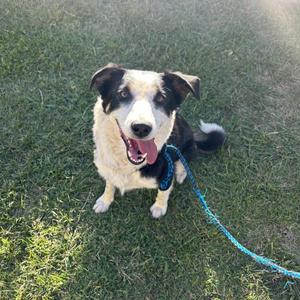 A black and white dog with a blue leash sitting on grass.