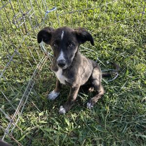 Calamity Jane 0126, Border Collie, puppy, available for adoption