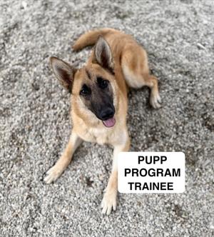 A tan German Shepherd mix dog with its tongue out, lying on a gravelly surface. A white rectangle in the lower right corner reads "PUPP PROGRAM TRAINEE".