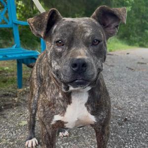 Armadillo, Mixed Breed (Medium), adult, available for adoption