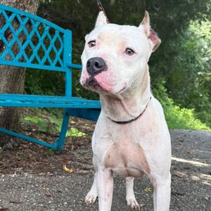 Kali, Mixed Breed (Medium), adult, available for adoption