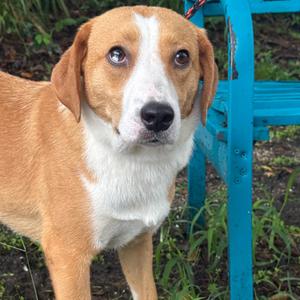 Harley, Catahoula Leopard Dog, adult, available for adoption