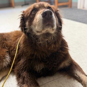 Bj, Chow Chow, adult, available for adoption