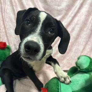 Ham, Mixed Breed (Medium), adult, available for adoption