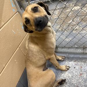 Barkie Spears, Mixed Breed (Medium), adult, available for adoption