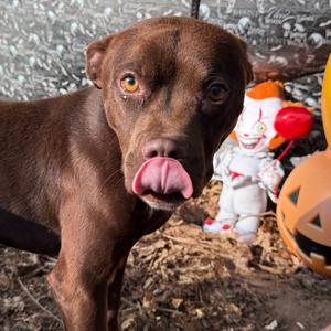 Bonsai, Mixed Breed (Medium), adult, available for adoption