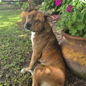 Cheese Balls, Mixed Breed (Medium), adult, available for adoption