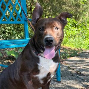 Rascal, Mixed Breed (Medium), adult, available for adoption