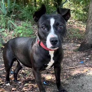 Daytin, Mixed Breed (Medium), adult, available for adoption