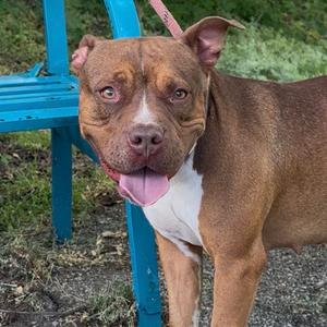 Blesyn, Mixed Breed (Medium), adult, available for adoption