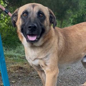 Dryer Sheet, Black Mouth Cur, adult, available for adoption
