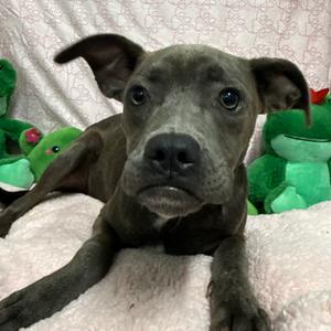 Cove, Mixed Breed (Medium), adult, available for adoption