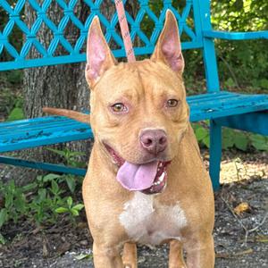 Bizzy, Mixed Breed (Medium), adult, available for adoption
