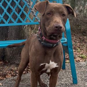 Cady, Retriever, Labrador, adult, available for adoption