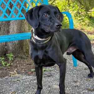 Murphy, Mixed Breed (Medium), adult, available for adoption