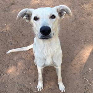 A light-colored dog with floppy ears sits on dry ground, looking directly at the camera.