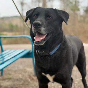 Achilles, Retriever, Black Labrador, adult, available for adoption
