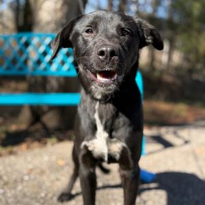 Mystery, Retriever, Black Labrador, adult, available for adoption