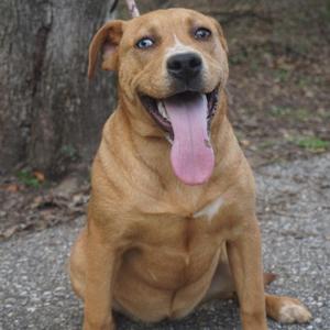 Letti, Mixed Breed (Large), adult, available for adoption