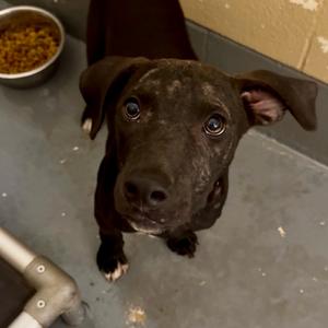 Happy Gilmore, Retriever, Black Labrador, adult, available for adoption