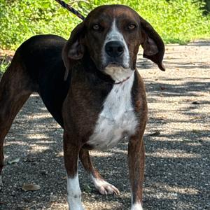 Dottie, Hound, Plott, adult, available for adoption