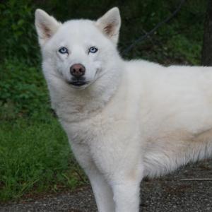Pearly Sue, Husky, senior, available for adoption