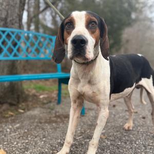 A tri-colored hound dog with brown, black, and white markings stands outdoors next to a blue bench.