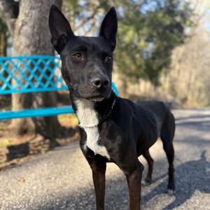 Imani, Mixed Breed (Medium), adult, available for adoption