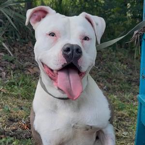 Cielo, Mixed Breed (Medium), adult, available for adoption