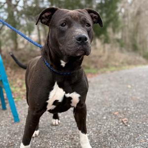 Apollo, Mixed Breed (Medium), adult, available for adoption