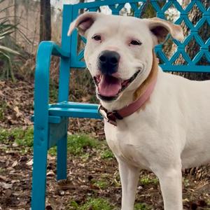 Lorna, Mixed Breed (Medium), adult, available for adoption