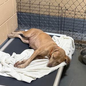 Junie B, Mixed Breed (Medium), adult, available for adoption