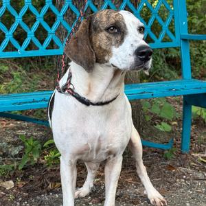 Homestead, Coonhound, Treeing Walker, adult, available for adoption