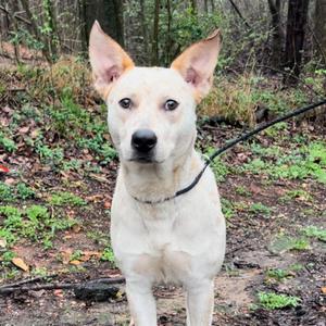 Red Fish, Cattle Dog, Australian (Red Heeler), adult, available for adoption