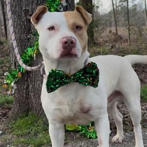 Not Here, Mixed Breed (Medium), adult, available for adoption